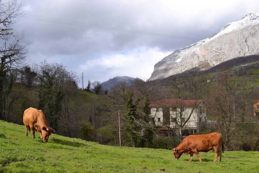 Alesga Hotel Rural - Valles Del Oso -Asturias San Salvador  Buitenkant foto